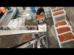 Automatic Box Packaging Machine For Tomatoes, Kenwei Intellectualized Machinery